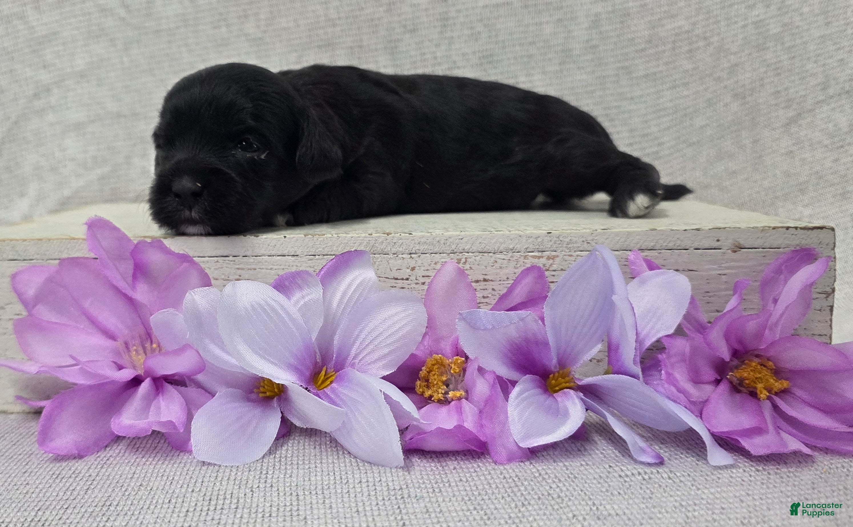 Shihpoo dogs Bonnie - Ad 2