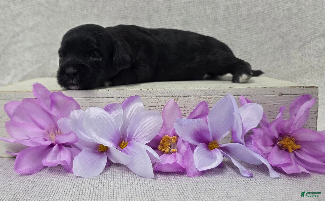 Shihpoo dogs for sale: Bonnie - Ad 2