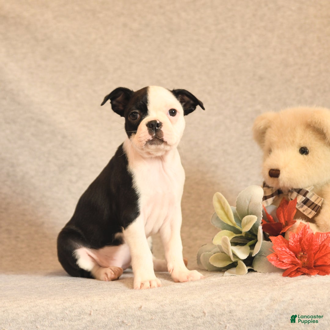 Boston Terrier dogs for sale: Smores - Ad 2