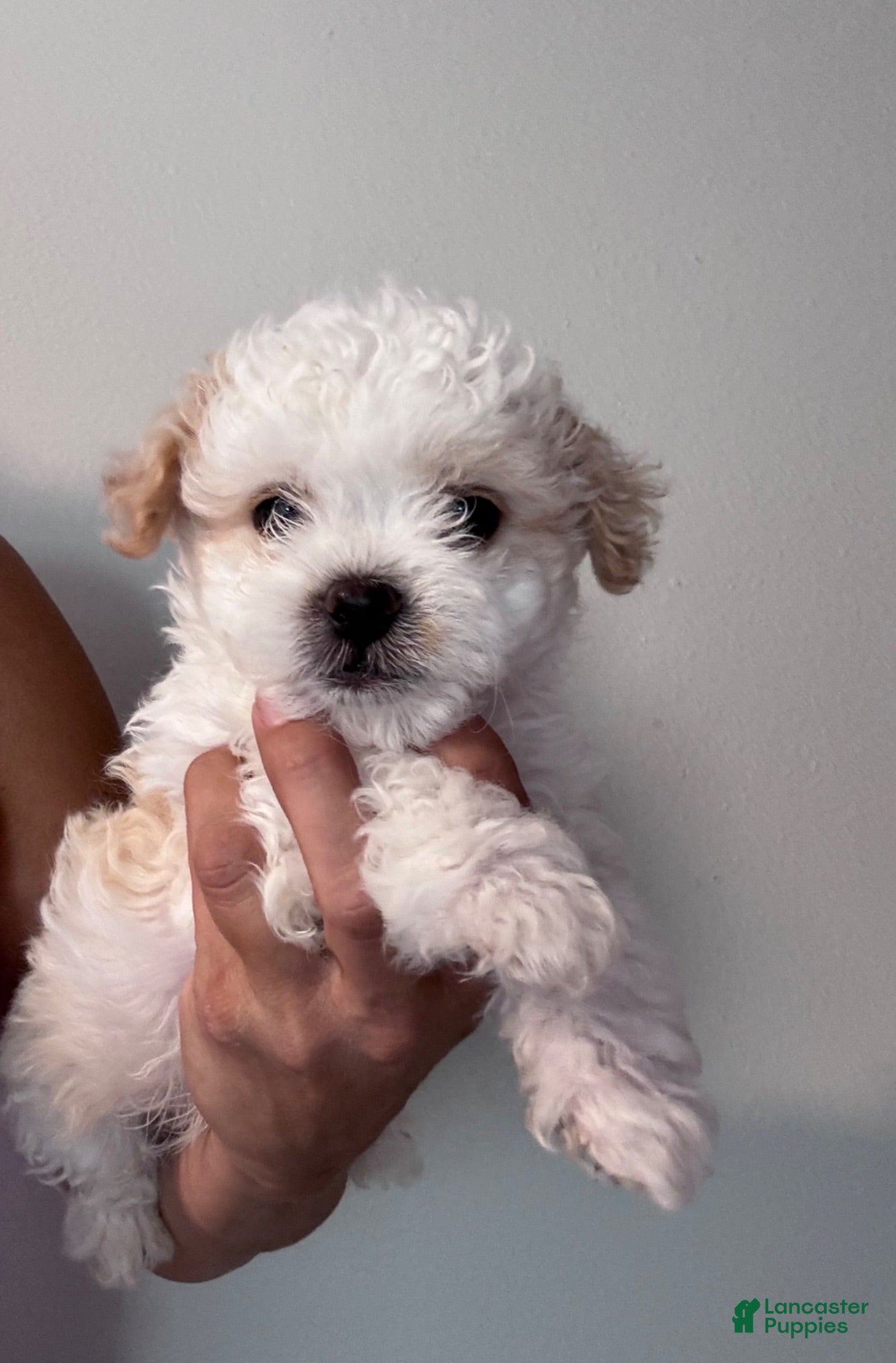 Shihpoo dogs Shihpoo 1 - Ad 20