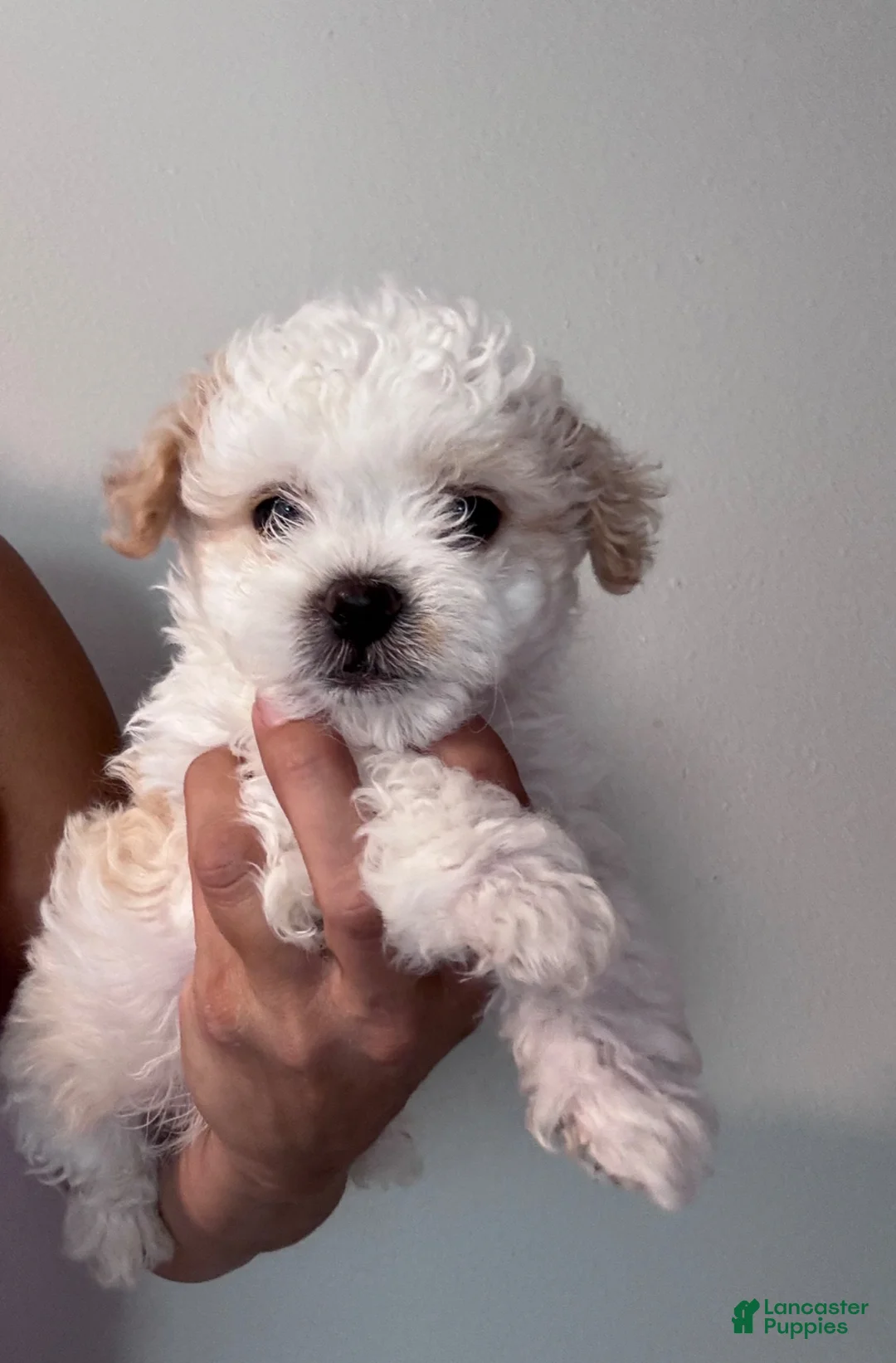 Shihpoo dogs for sale: Shihpoo 1 - Ad 1