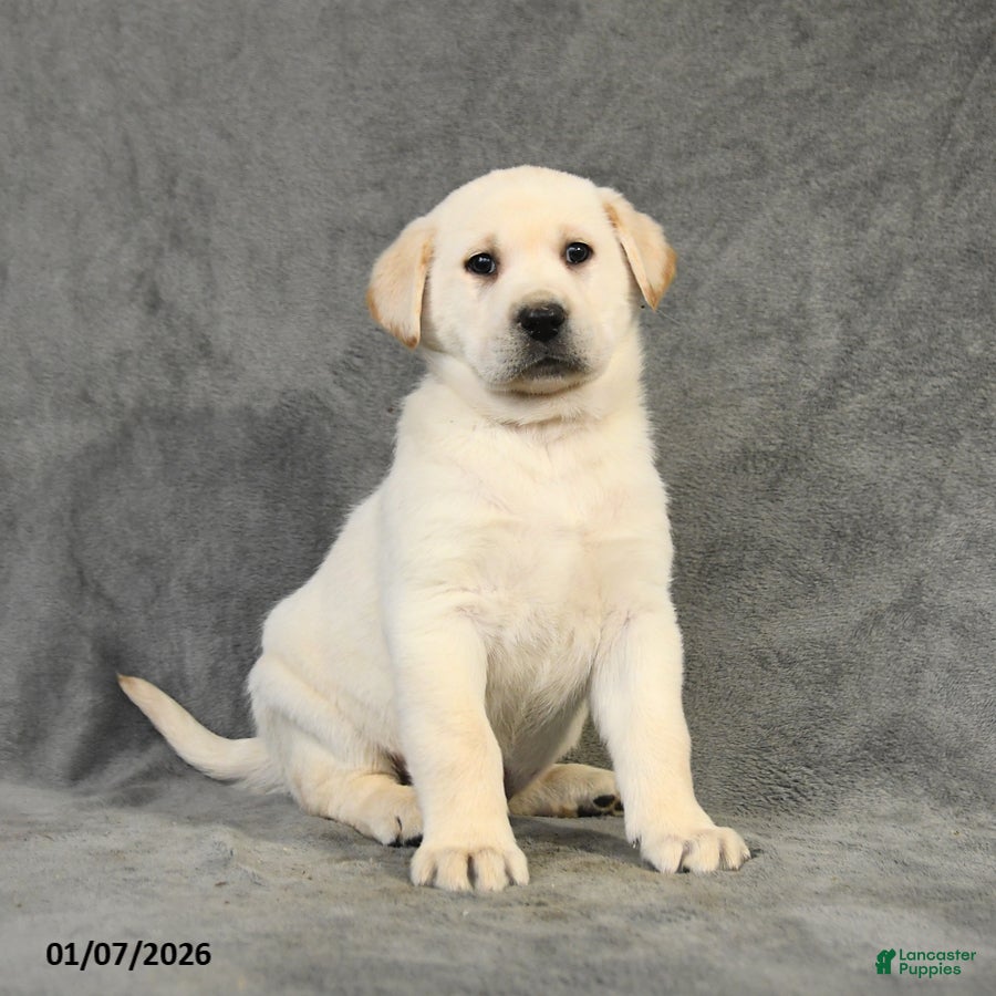 Labrador Retriever dogs Bandit - Ad 39