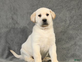 Labrador Retriever dogs Bandit - Ad 39