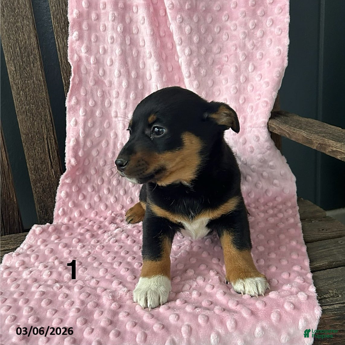 Mixed Breed dogs Violet - Ad 2