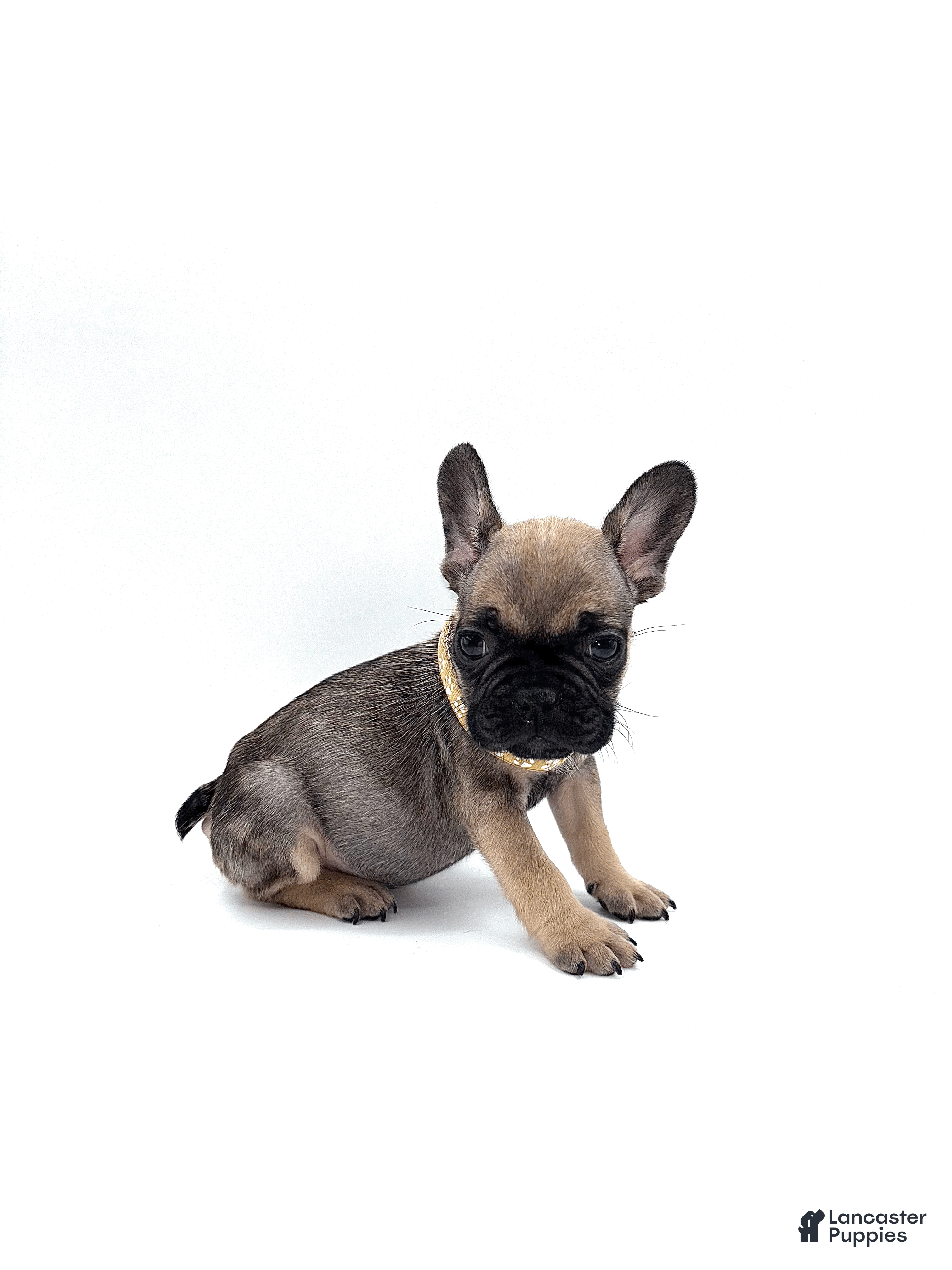 French Bulldog dogs French Bulldog Puppy 7 - Ad 2