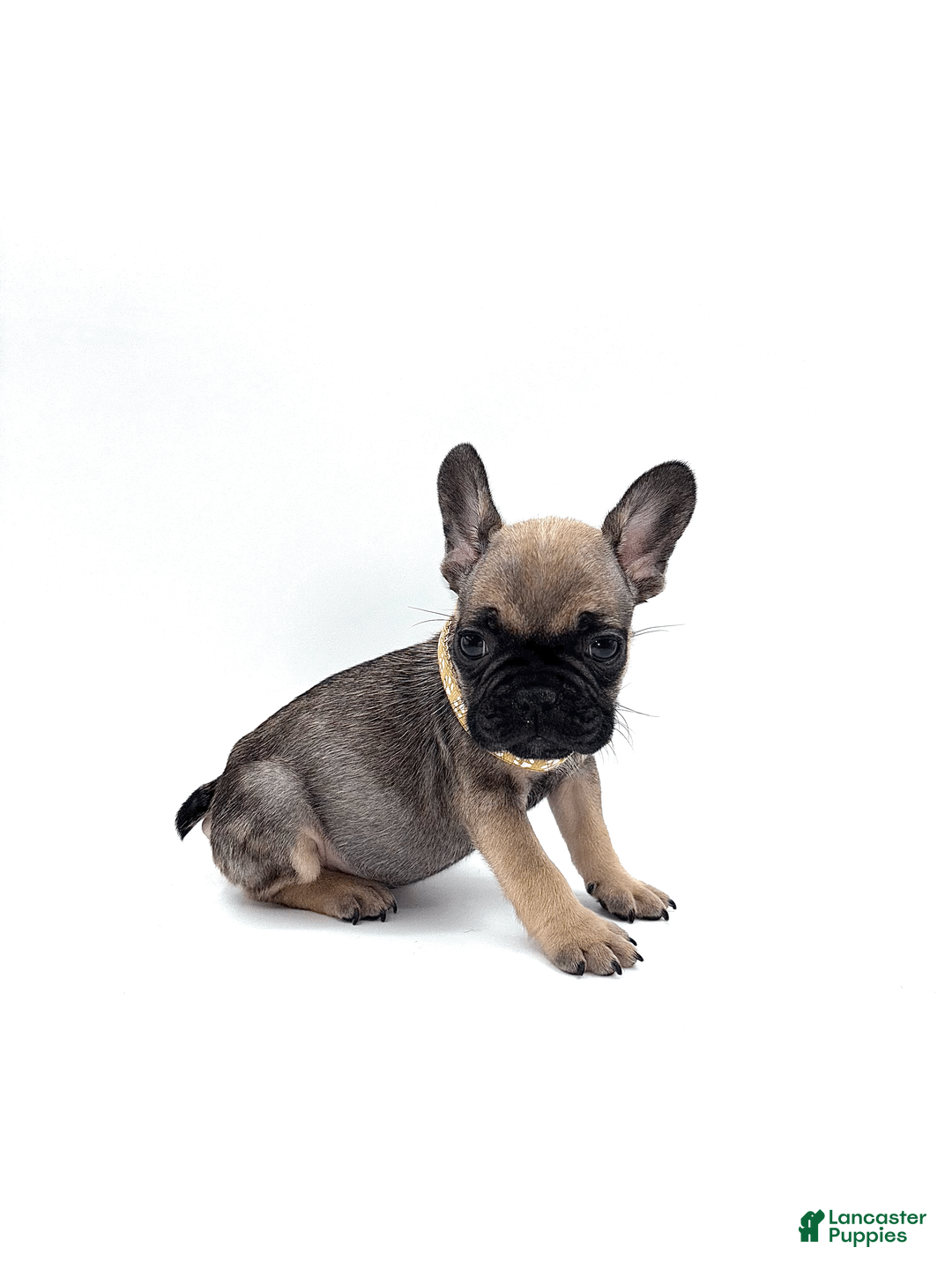 French Bulldog dogs for sale: French Bulldog Puppy 7 - Ad 2