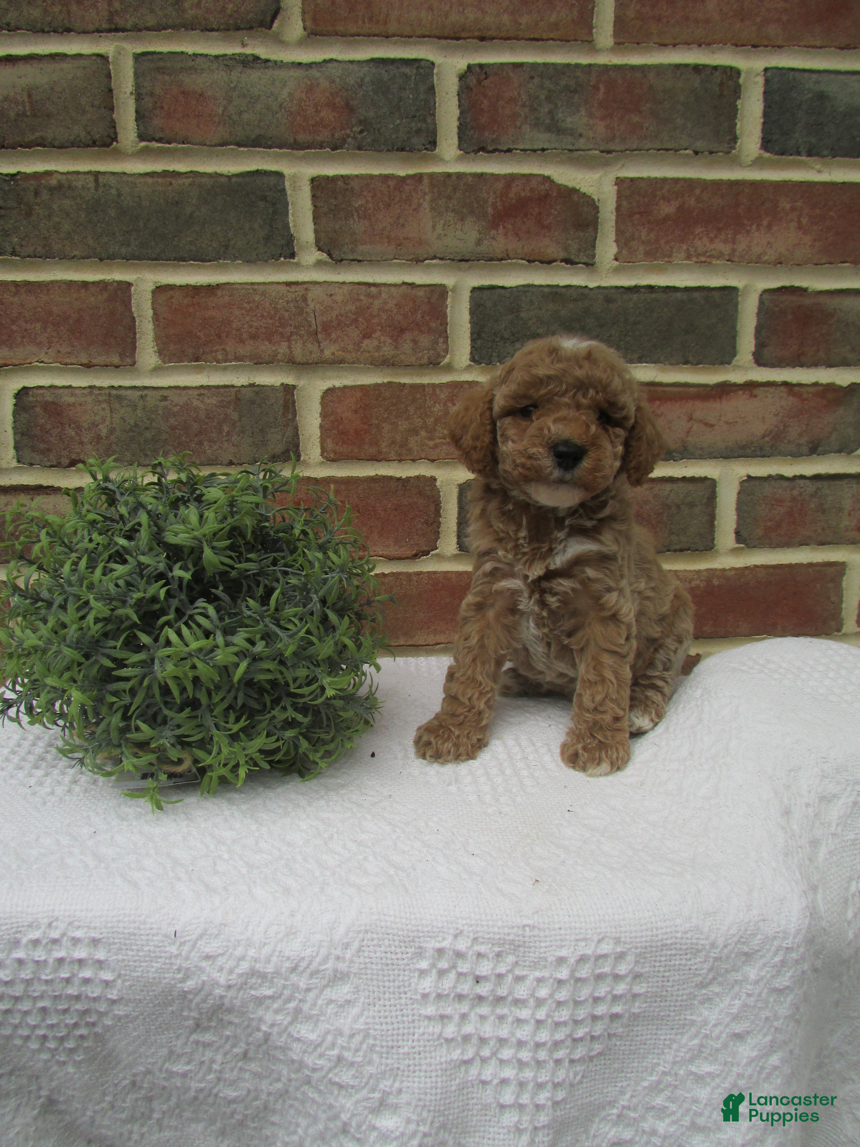 Mini Goldendoodle dogs for sale: Coffee - Ad 2