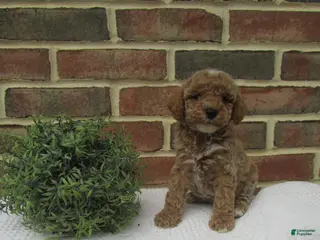 Mini Goldendoodle dogs for sale: Coffee - Ad 2