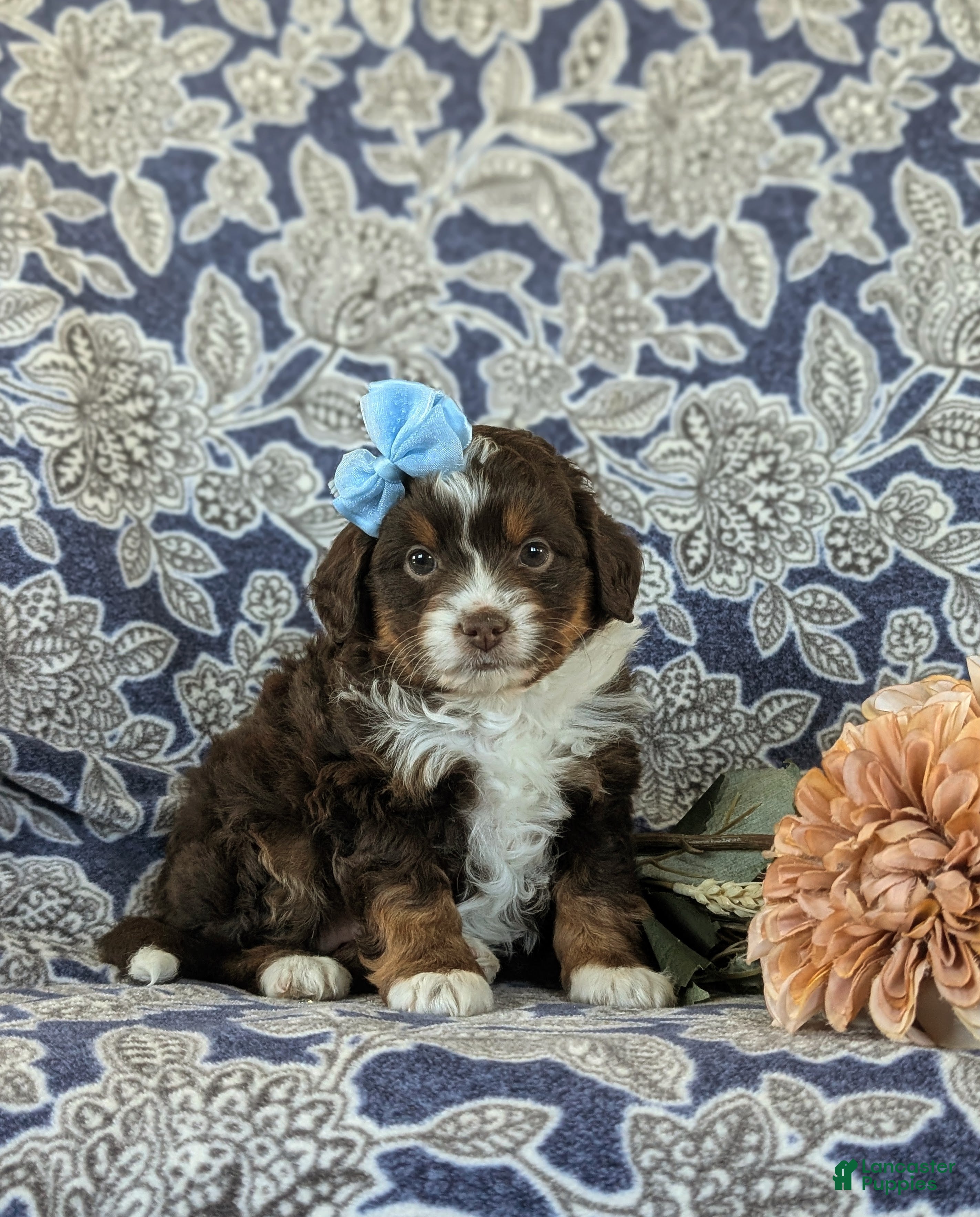 Mini Aussiedoodle dogs Lilah - Ad 1