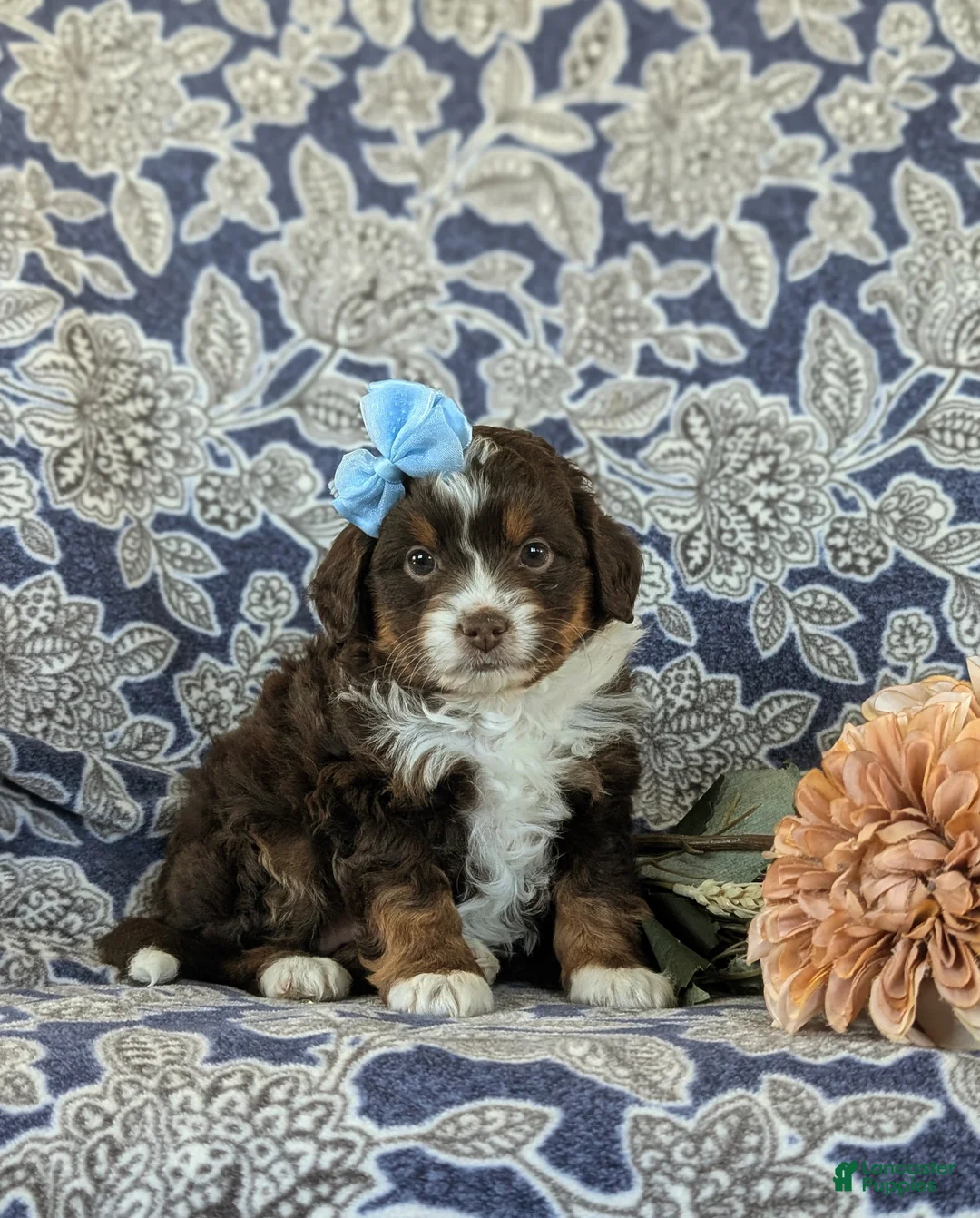 Mini Aussiedoodle dogs for sale: Lilah - Ad 1