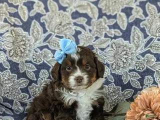 Mini Aussiedoodle dogs for sale: Lilah - Ad 2