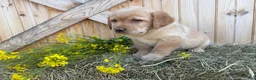 Labrador Retriever dogs for sale: Poppy - Ad 2