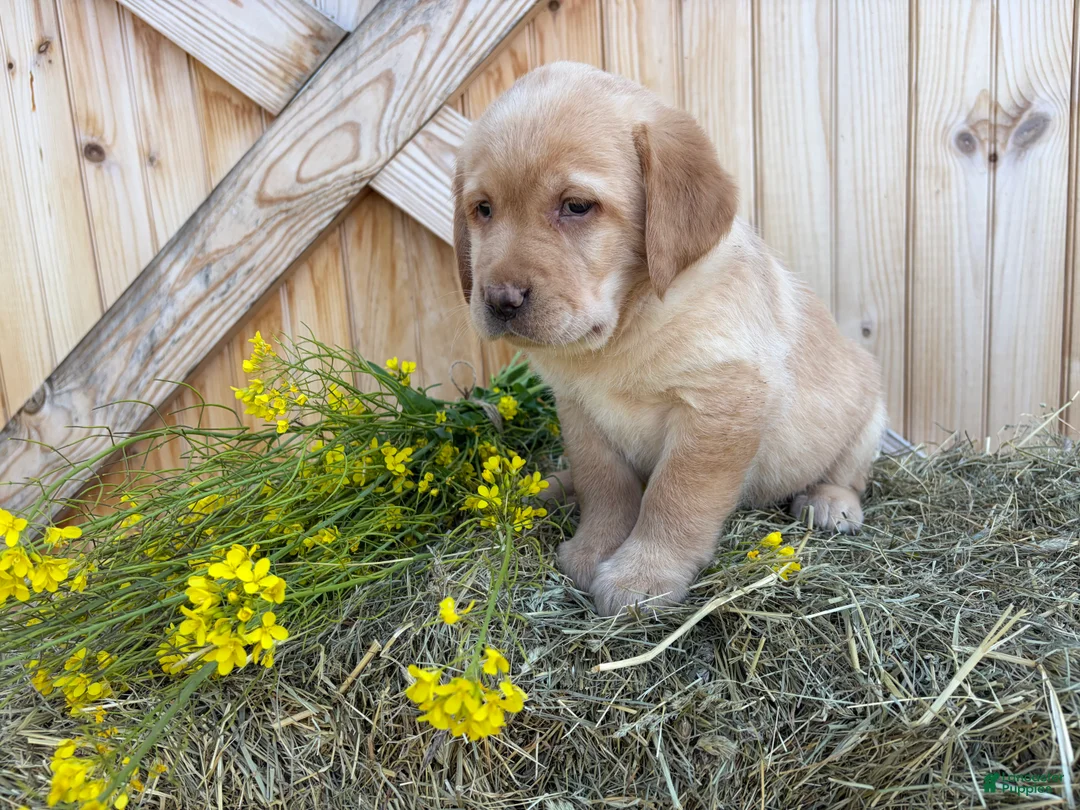 Labrador Retriever dogs for sale: Poppy - Ad 2