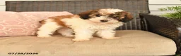 Miniature Poodle dogs for sale: Karla - Ad 1