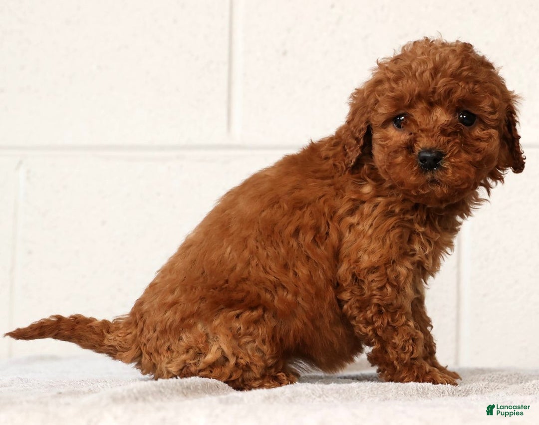 Mini Goldendoodle dogs for sale: Lou - Ad 3