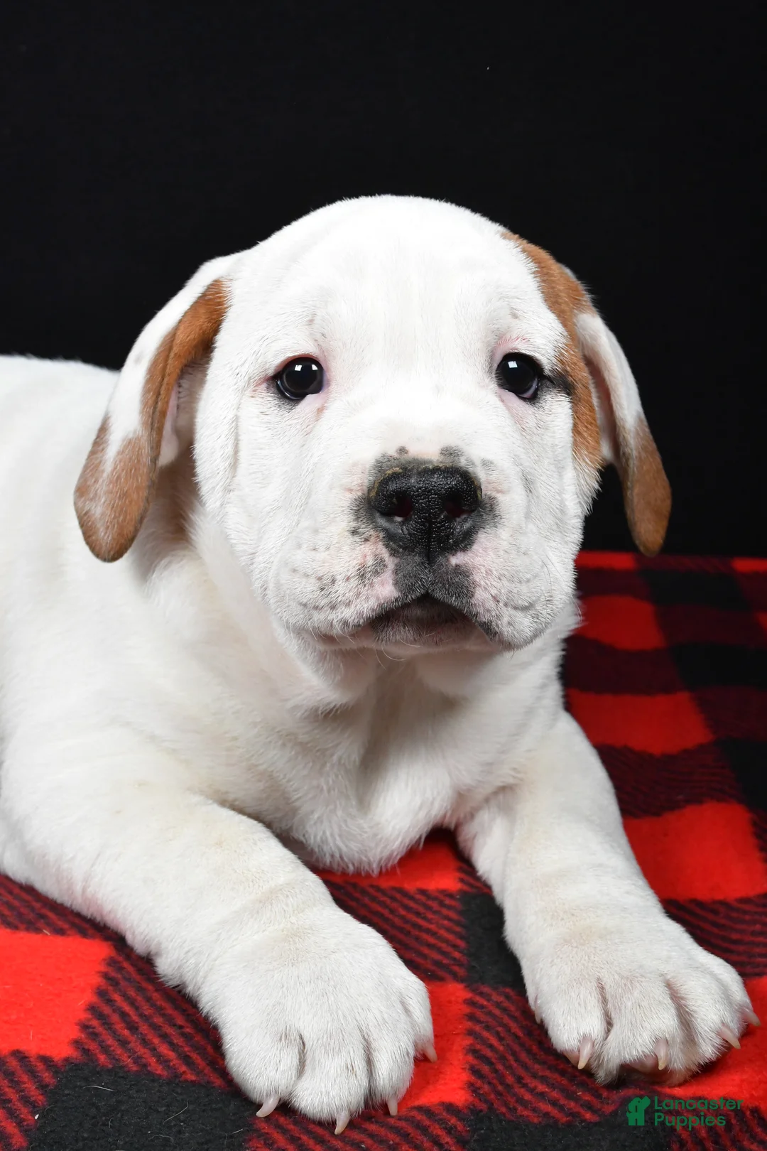 Beabull dogs for sale: Romeo - Ad 6