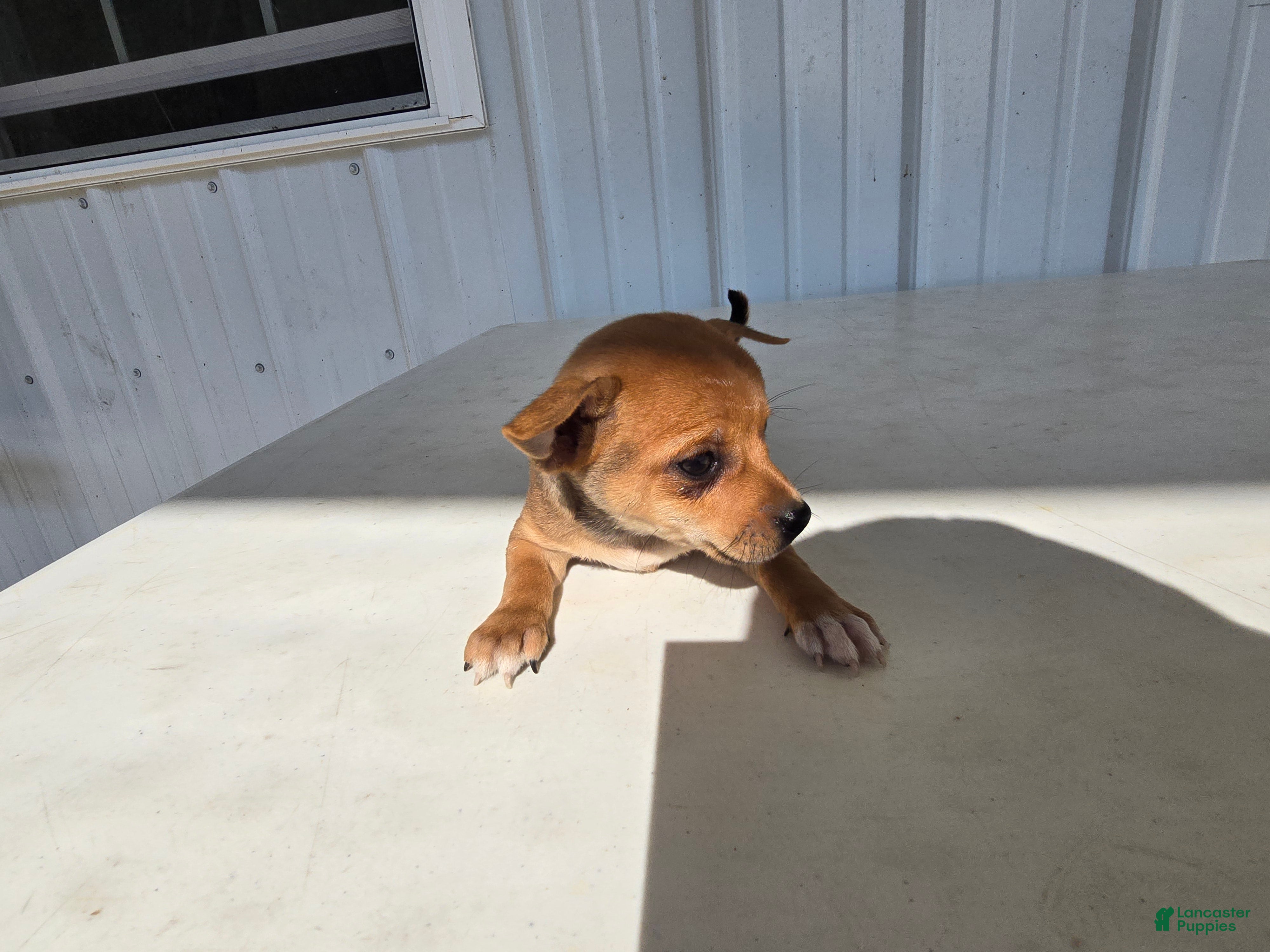 Chihuahua dogs Brutis - Ad 2