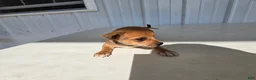 Chihuahua dogs for sale: Brutis - Ad 2