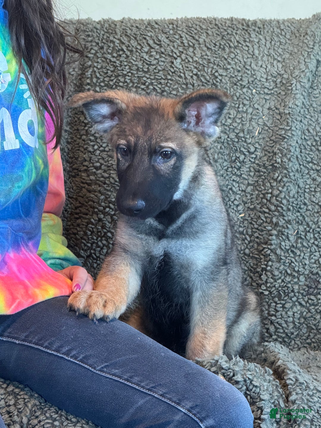 German Shepherd dogs for sale: German Shepherd Puppy 2 - Ad 1
