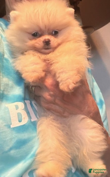 Pomeranian dogs Pearl - Ad 2