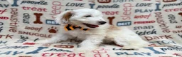 Cockapoo dogs for sale: Louie - Ad 3