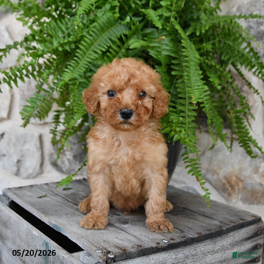 Mini Goldendoodle dogs Champ  - Ad 2