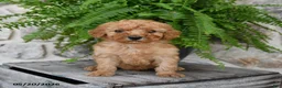 Mini Goldendoodle dogs for sale: Champ  - Ad 2
