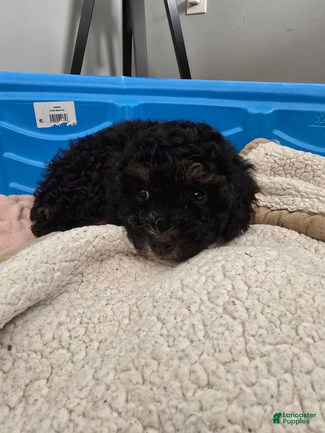 Miniature Poodle dogs for sale: Knox - Ad 21