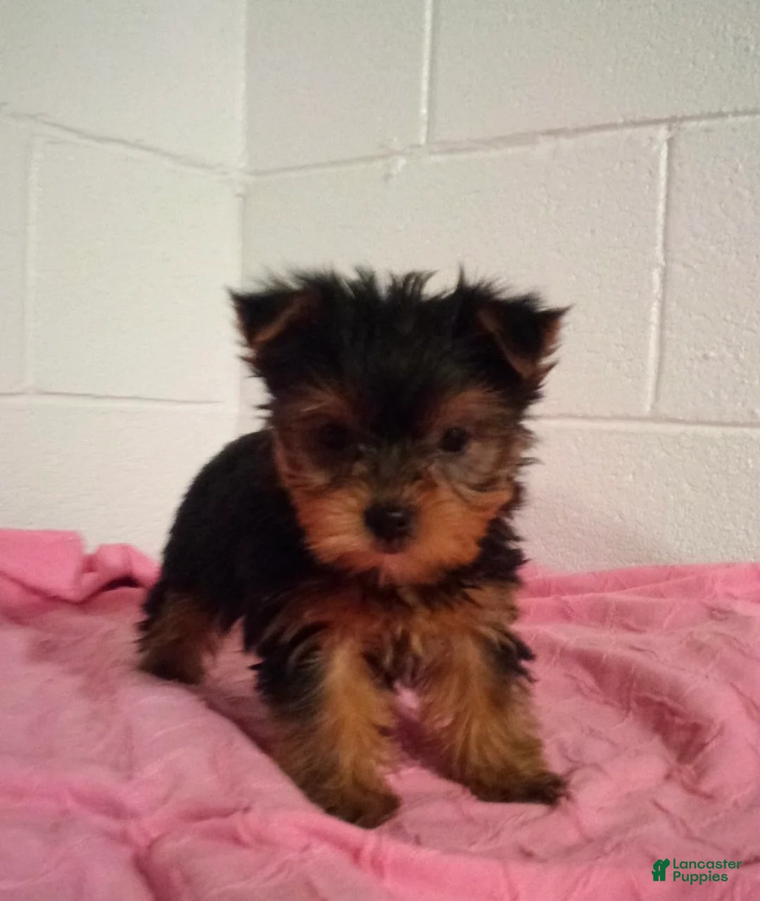 Yorkshire Terrier dogs for sale: Sage - Ad 3