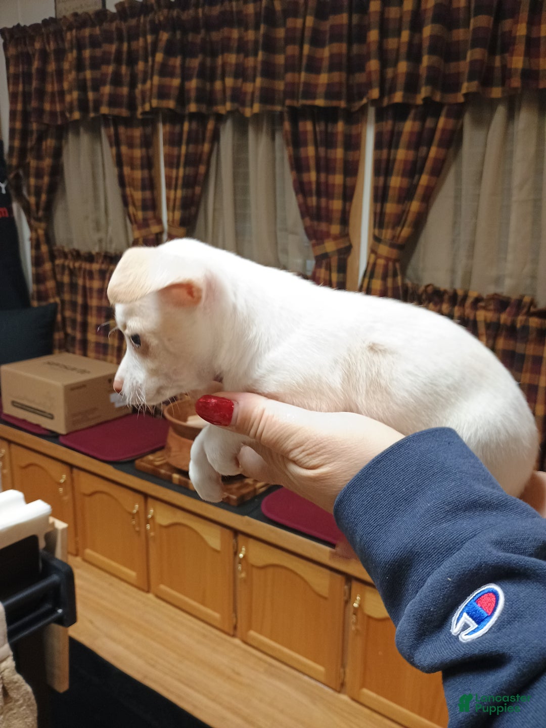 Chihuahua dogs for sale: Cosmo toy - Ad 9