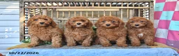 Mini Goldendoodle dogs for sale: Alma - Ad 5