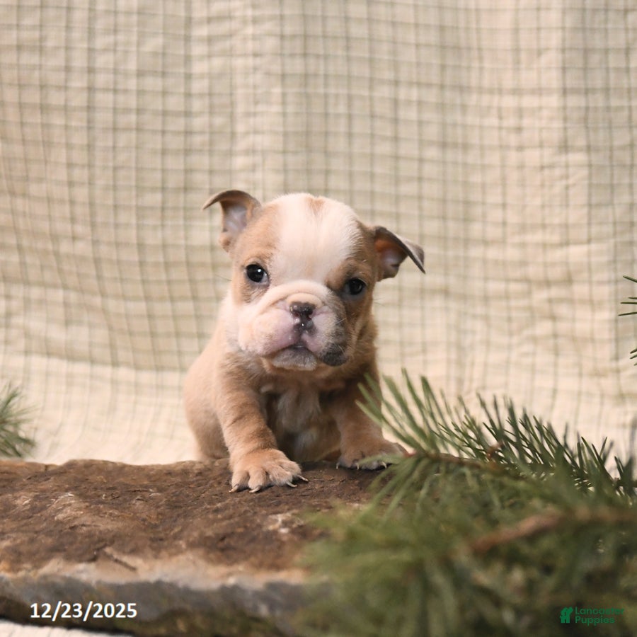 English Bulldog dogs Mistletoe - Ad 39