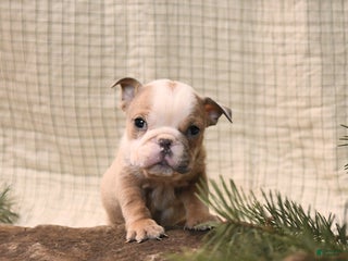 English Bulldog dogs Mistletoe - Ad 39
