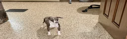 Italian Greyhound dogs for sale: Sharon - Ad 4