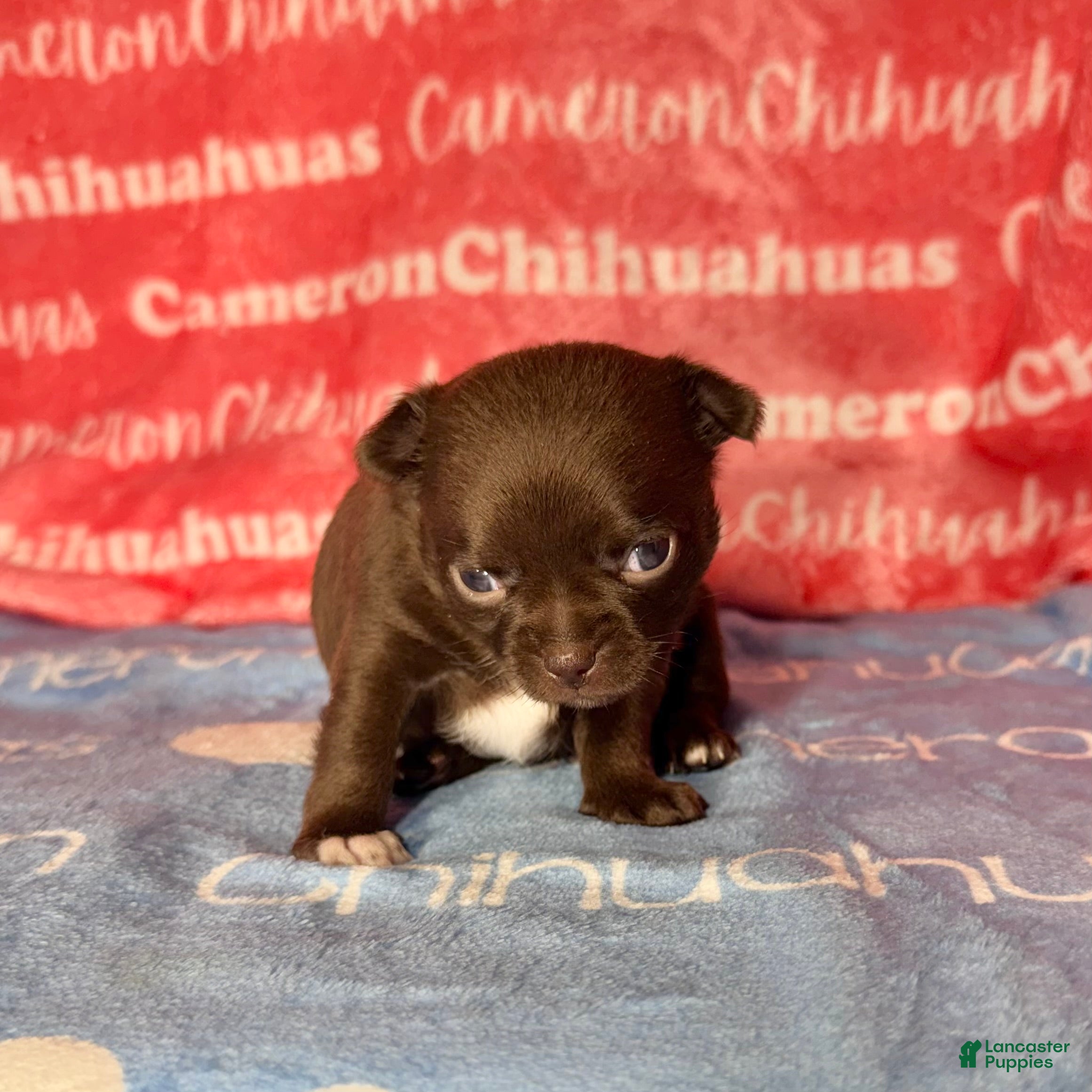 Chihuahua dogs for sale: Shoko Chocolate Short Coat - Ad 2