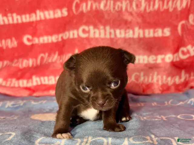 Chihuahua dogs for sale: Shoko Chocolate Short Coat - Ad 2