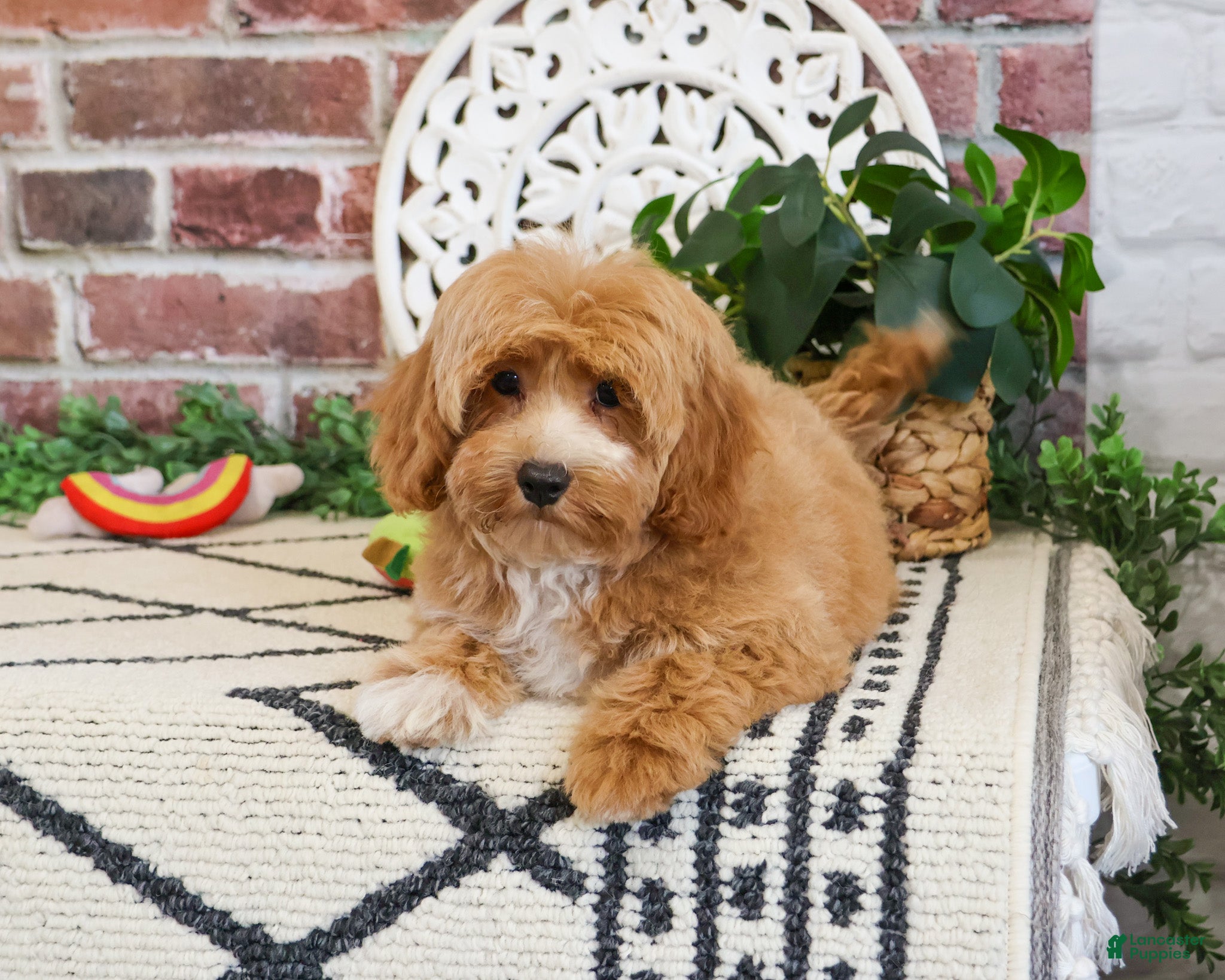 Cavapoo dogs Latte - Ad 20