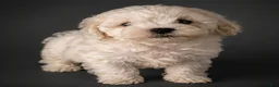 Shihpoo dogs for sale: Shihpoo Puppy 4 - Ad 1