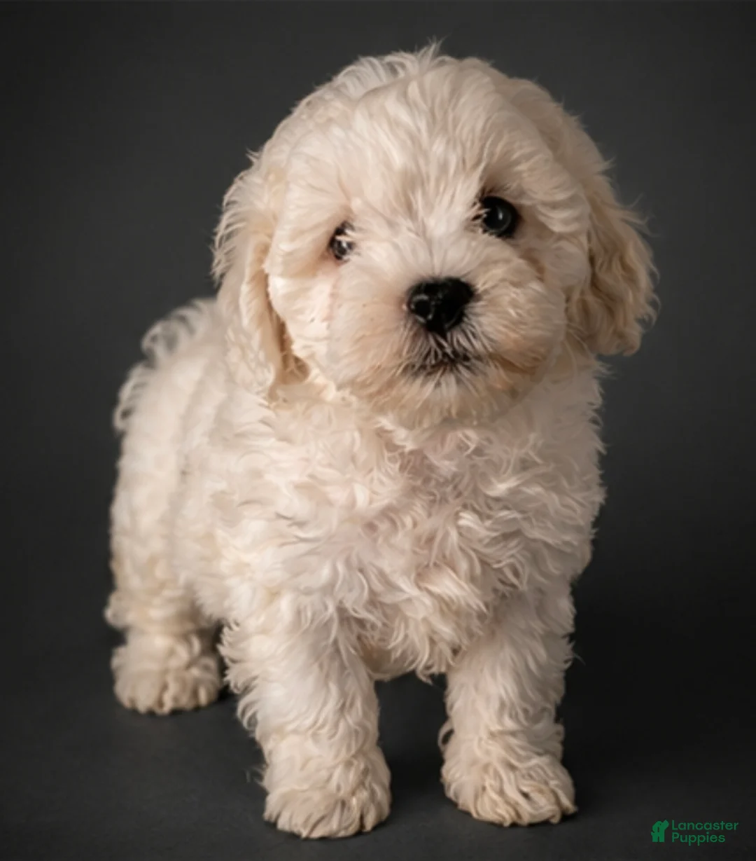 Shihpoo dogs for sale: Shihpoo Puppy 4 - Ad 1
