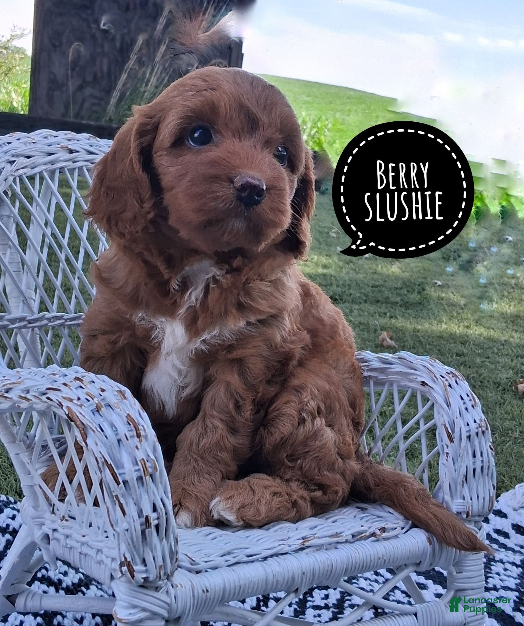 Cavapoo dogs Berri Slushie - Ad 1