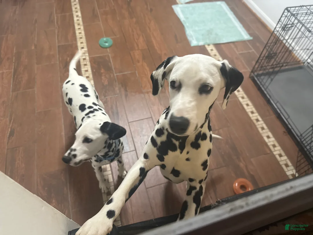 Dalmatian dogs for sale: Dalmatian Puppy 2 - Ad 8