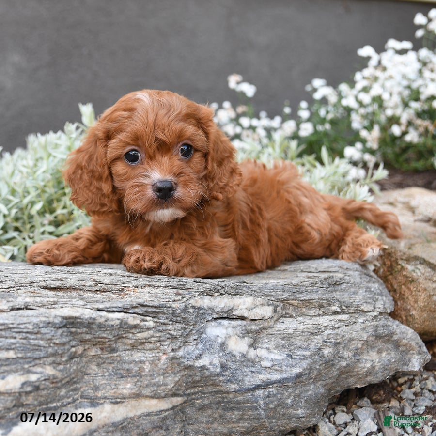 Cavapoo dogs Dallas - Ad 1