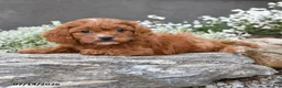 Cavapoo dogs for sale: Dallas - Ad 1