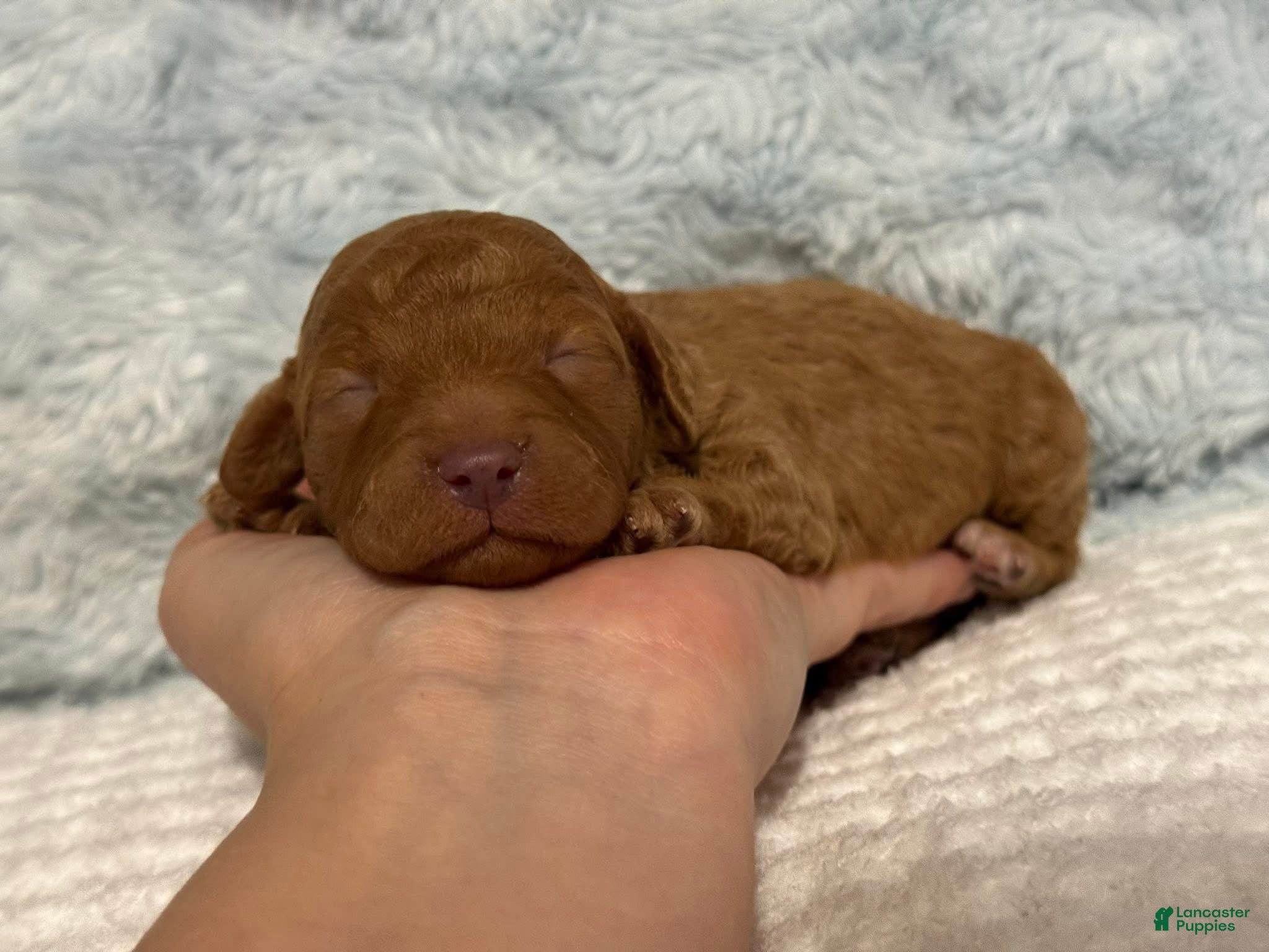 Toy Poodle dogs Theo - Ad 11