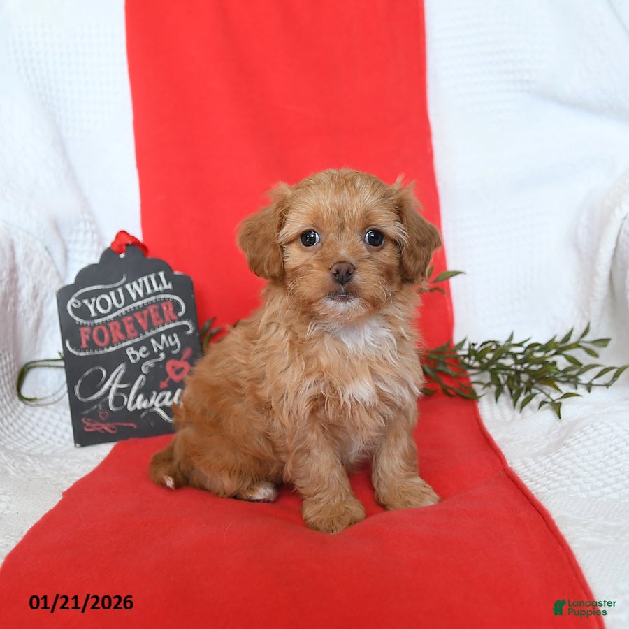 Shihpoo dogs Diamond - Ad 4