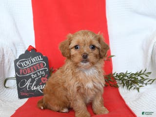 Shihpoo dogs Diamond - Ad 4