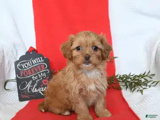 Shihpoo dogs Diamond - Ad 8