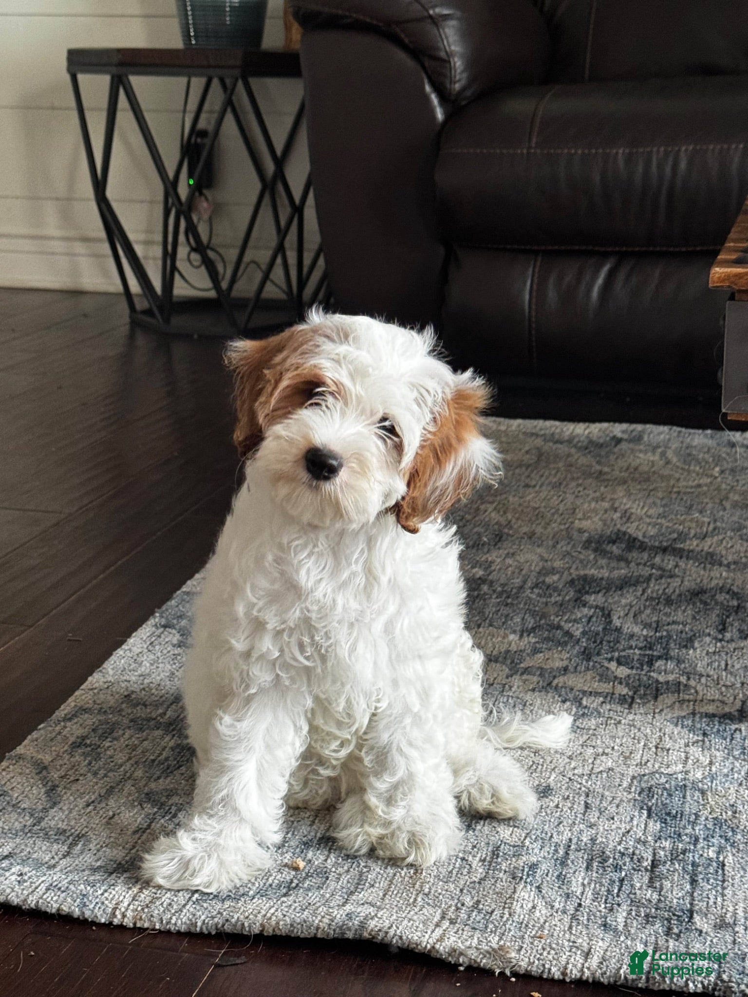 Cavapoo dogs Hazel - Ad 7