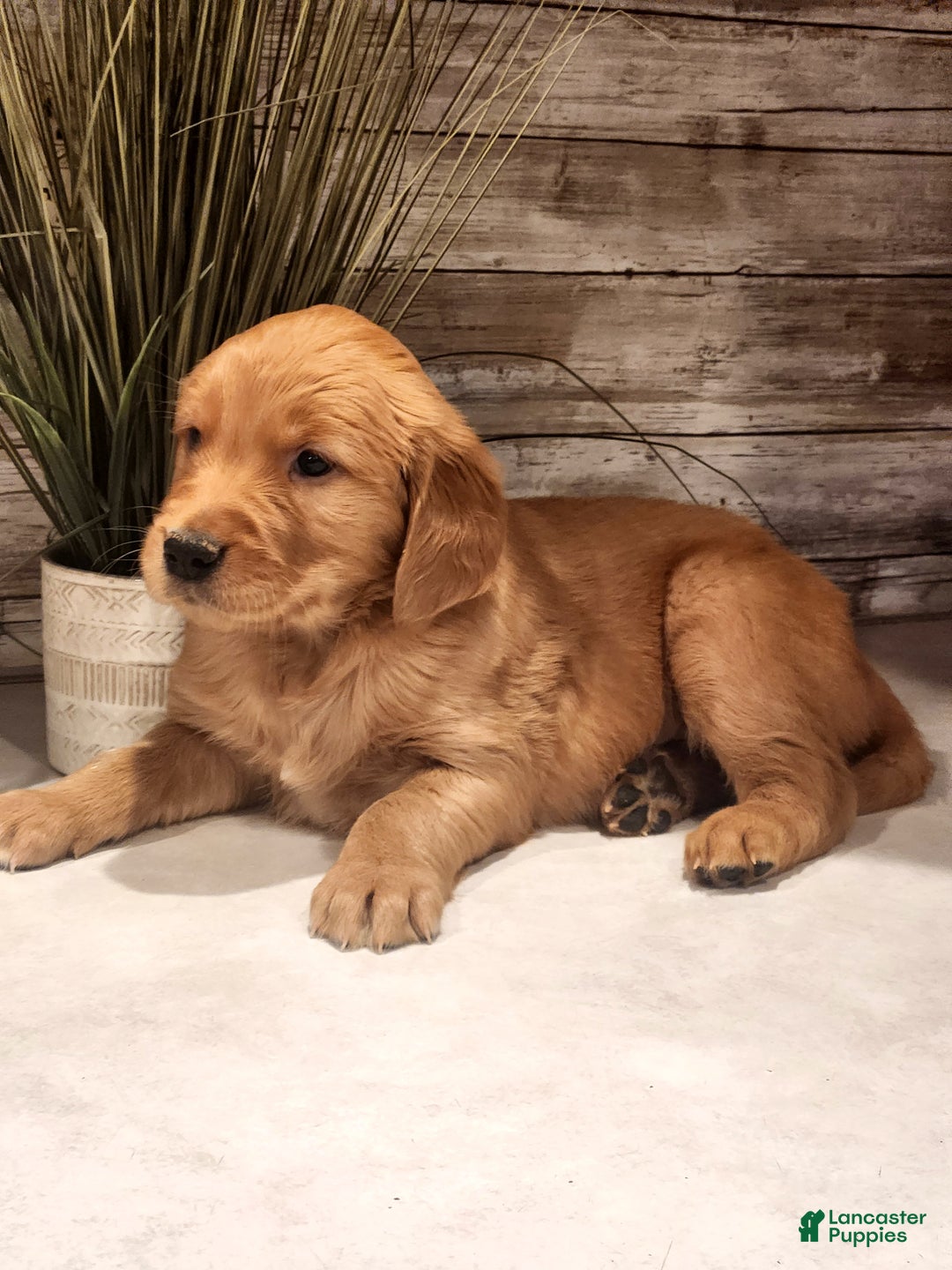 Golden Retriever dogs for sale: Ray - Ad 1