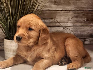 Golden Retriever dogs Ray - Ad 23